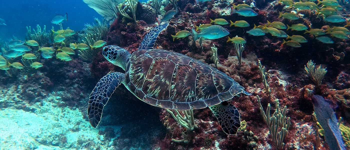 Cancun Diving Adventure